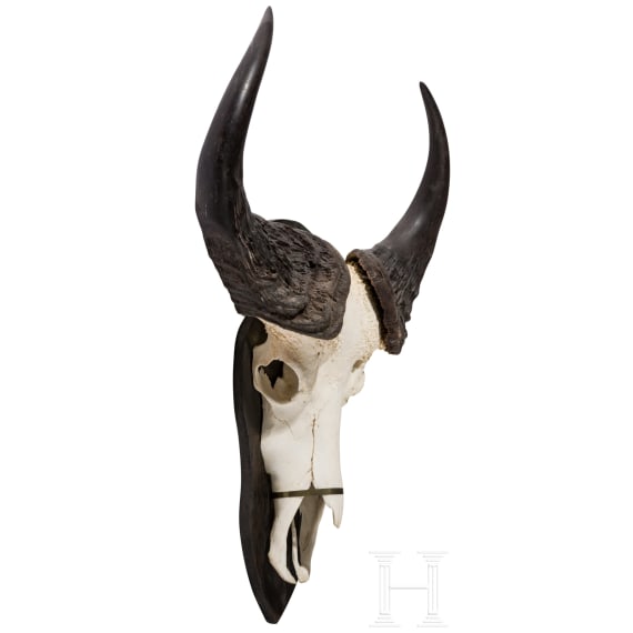 A South African trophy of an African buffalo, 20th century
