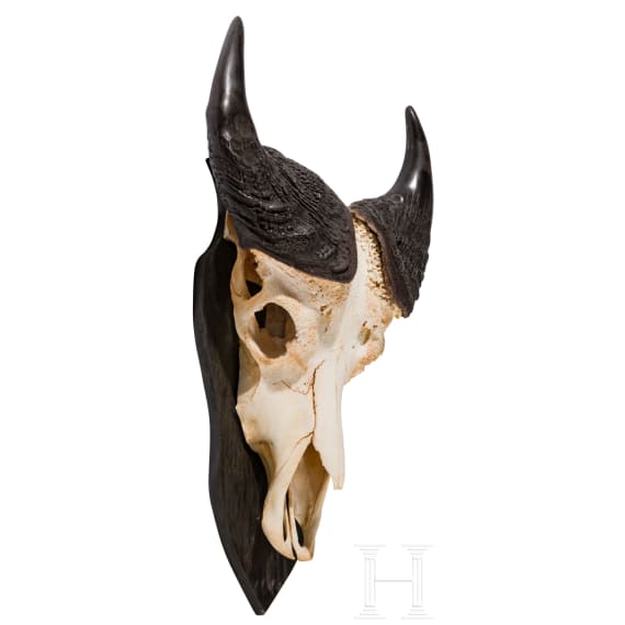 A South African trophy of an African buffalo, 20th century