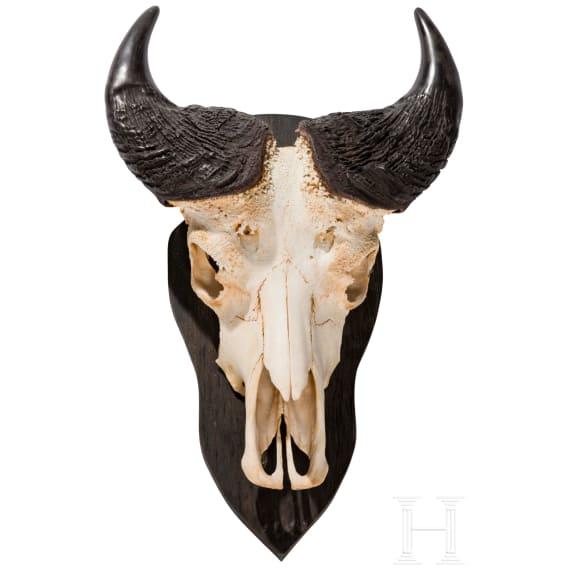 A South African trophy of an African buffalo, 20th century