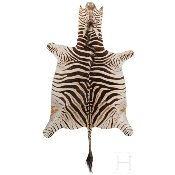 A South African zebra skin, 20th century