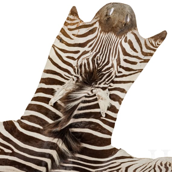 A South African zebra skin, 20th century