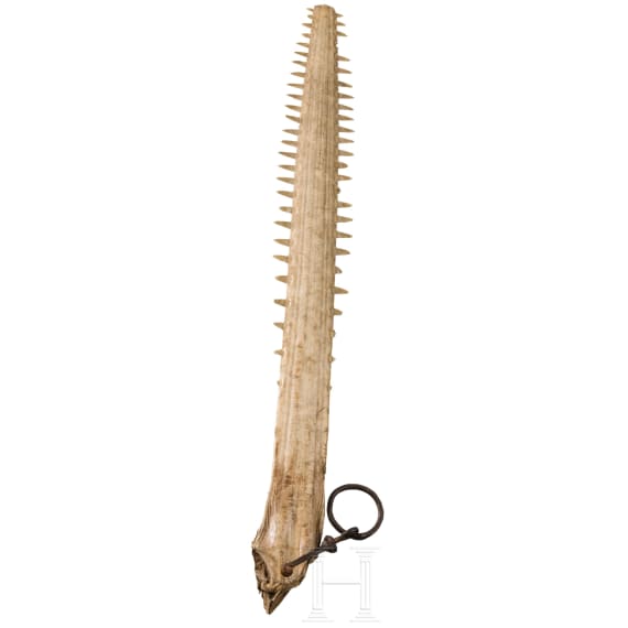 A rostrum of a sawfish, circa 1800
