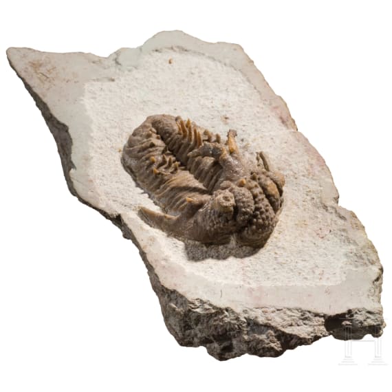 A petrified trilobite