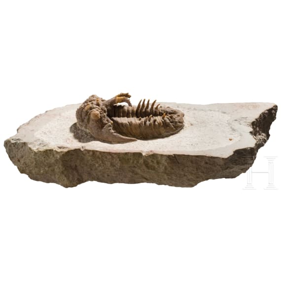 A petrified trilobite