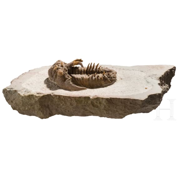 A petrified trilobite