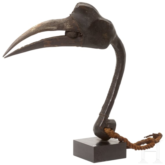 Kopf eines Nashornvogels, Papua-Neuguinea