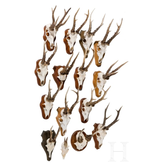 15 German/Austrian/Swedish deer antlers, 20th century