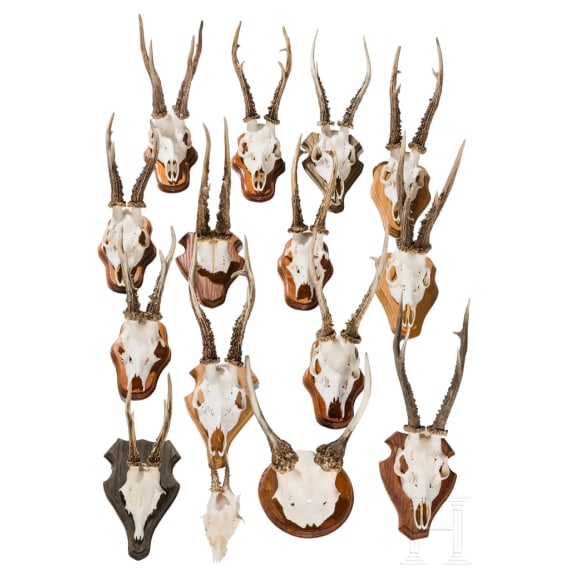 15 German/Austrian/Swedish deer antlers, 20th century