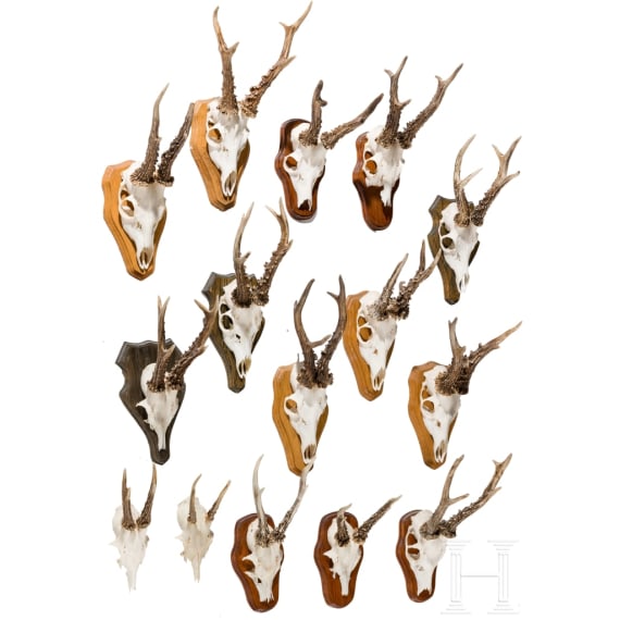 15 German/Austrian/Swedish deer antlers, 20th century