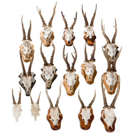 15 German/Austrian/Swedish deer antlers, 20th century