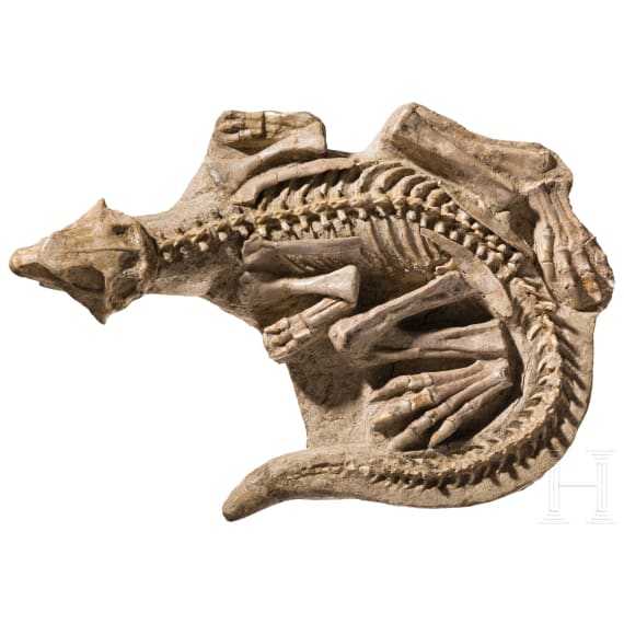 Versteinerter junger Dinosaurier