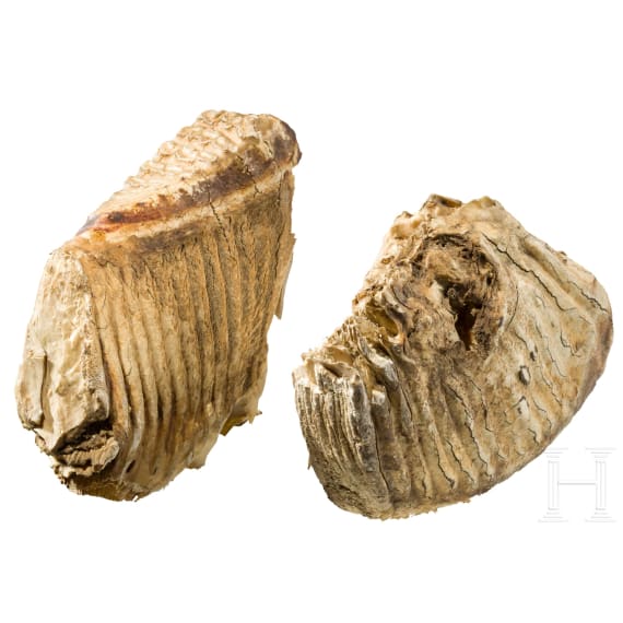 Zwei Mammut-Backenz&auml;hne, oberes Pleistoz&auml;n, ca. 100.000 - 10.000 v. Chr.