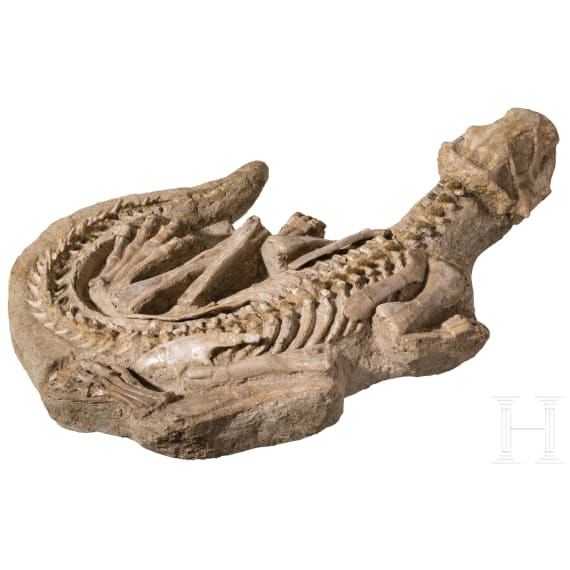 Versteinerter junger Dinosaurier