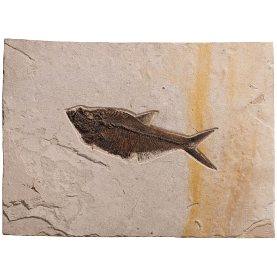 Gro&szlig;e Kalksteinplatte mit Fischfossil, wohl Eoz&auml;n