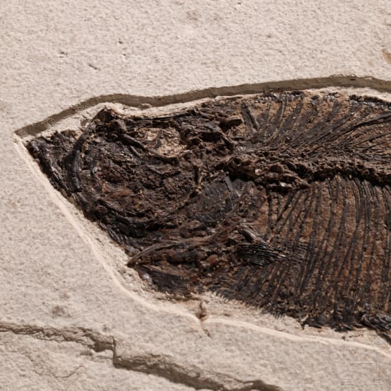 Gro&szlig;e Kalksteinplatte mit Fischfossil, wohl Eoz&auml;n