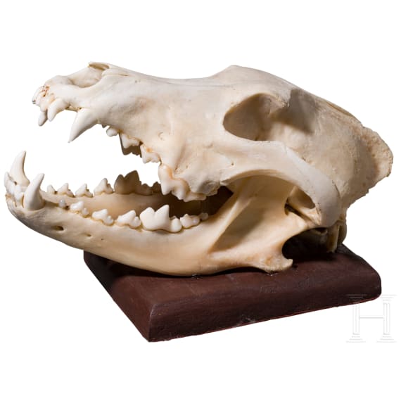 A taxidermied wolf skull, European, 20th century
