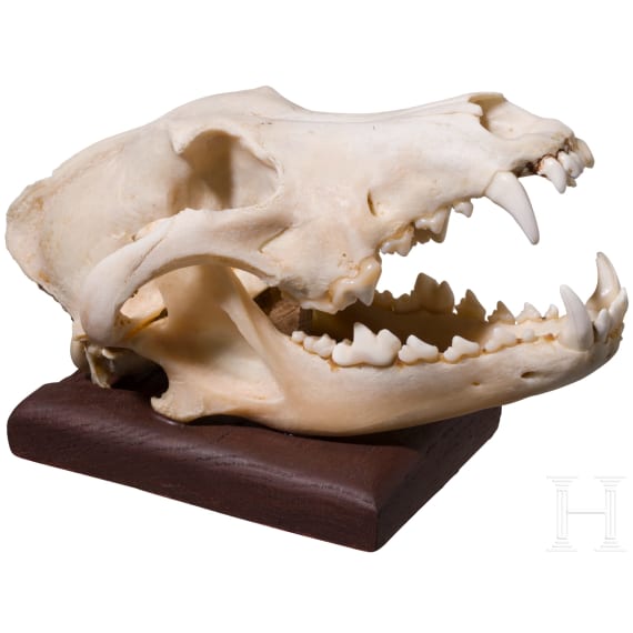 A taxidermied wolf skull, European, 20th century