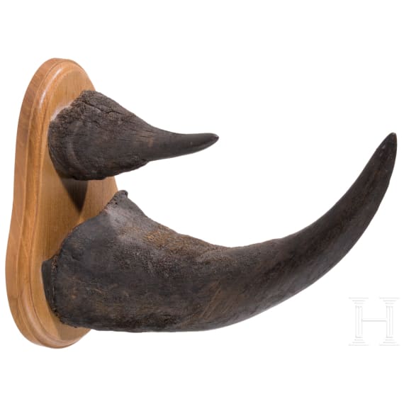 A South African rhinoceros horn trophy, circa 1920/30