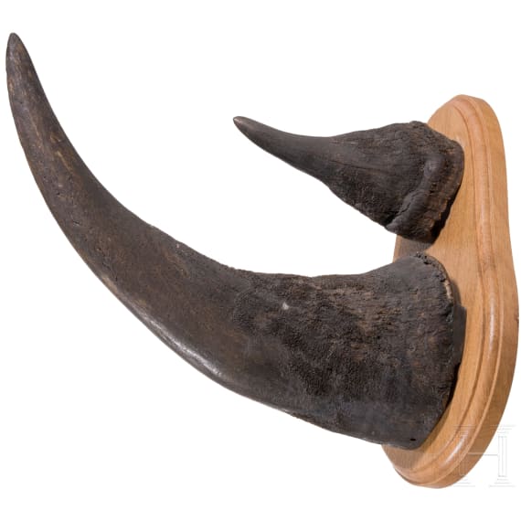 A South African rhinoceros horn trophy, circa 1920/30