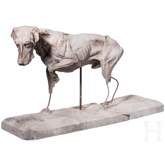 Anatomisches Hundemodell (Muskelhund), Willy Z&uuml;gel (M&uuml;nchen 1876 &ndash; 1950 Wolkenhof/Murrhardt), fr&uuml;hes 20. Jhdt.