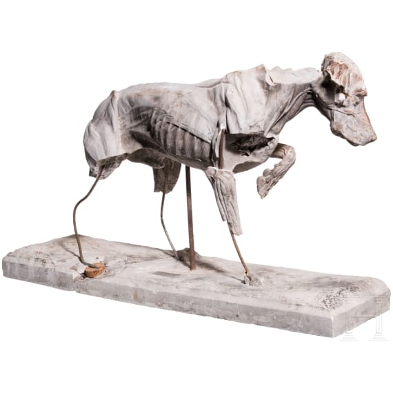 Anatomisches Hundemodell (Muskelhund), Willy Z&uuml;gel (M&uuml;nchen 1876 &ndash; 1950 Wolkenhof/Murrhardt), fr&uuml;hes 20. Jhdt.