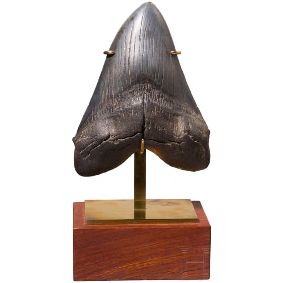 Megalodon-Zahn auf St&auml;nder, 10,3 - 3,6 Mio. Jahre alt