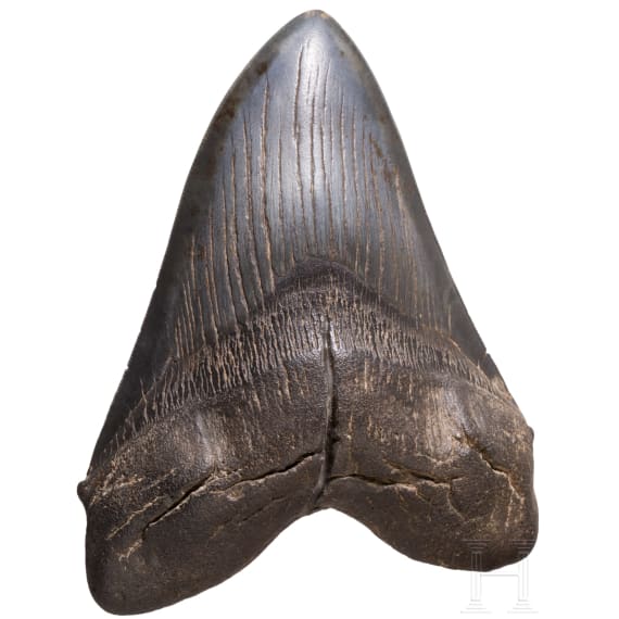Megalodon-Zahn auf St&auml;nder, 10,3 - 3,6 Mio. Jahre alt