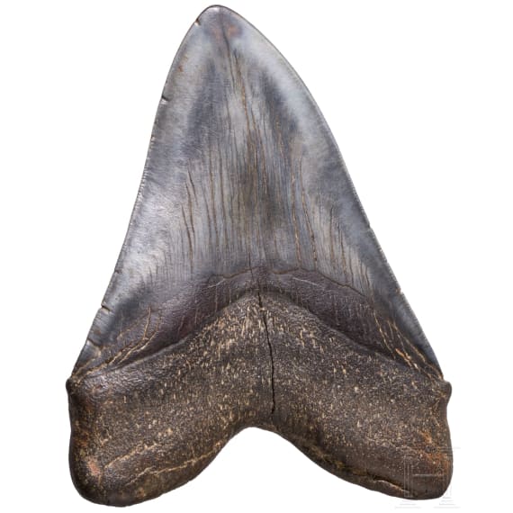 Megalodon-Zahn auf St&auml;nder, 10,3 - 3,6 Mio. Jahre alt
