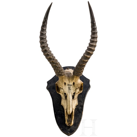 Fetischstab der Bakundu in Kamerun und Springbock-Troph&auml;e aus Deutsch-S&uuml;dwestafrika