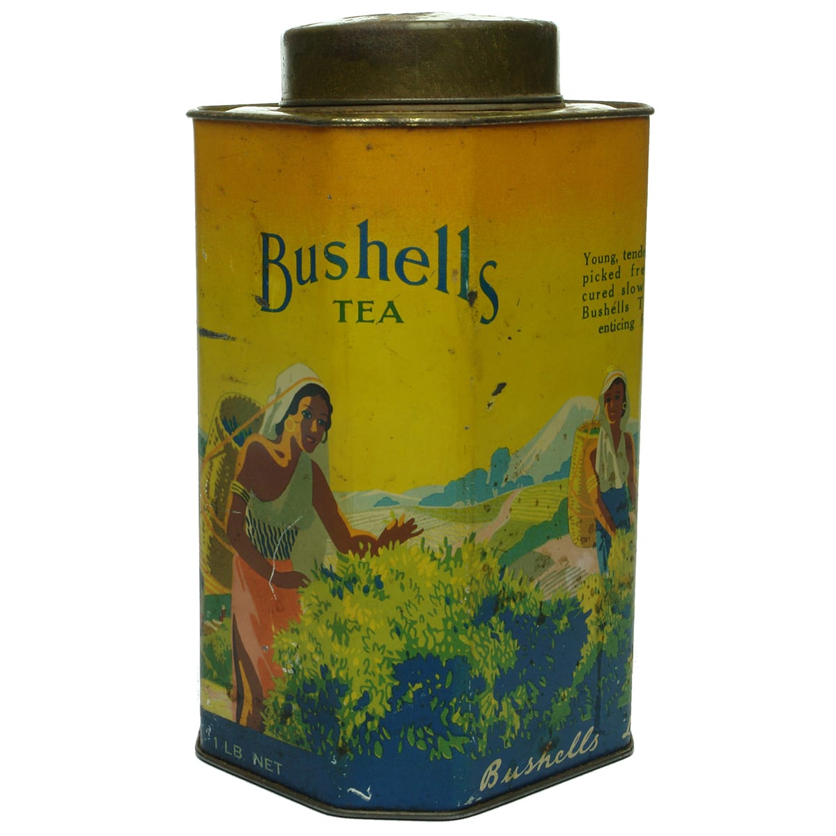Tin. Bushells Tea. 1 Pound.
