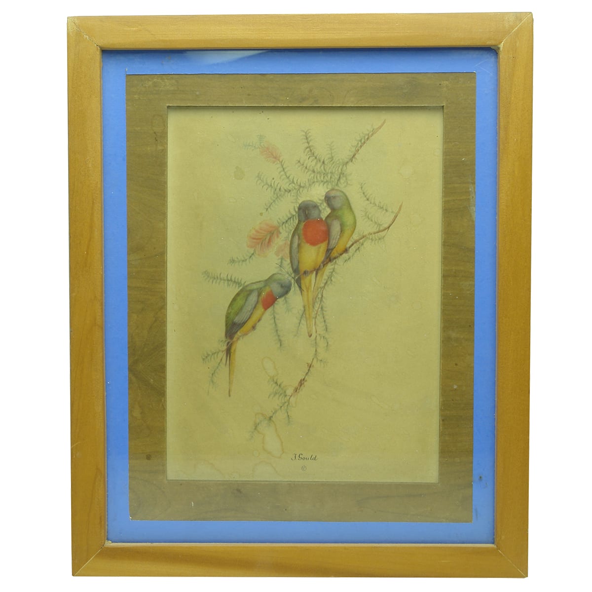 Lithograph. Raised 3D J. Gould Print of Three Parrots.