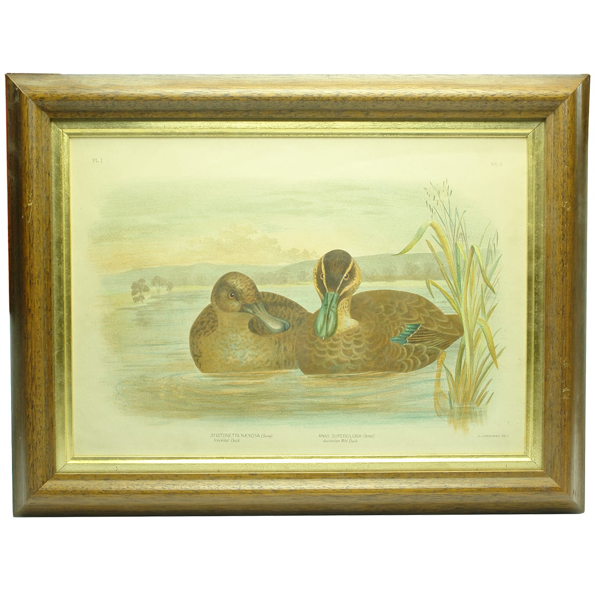 Lithograph. Freckled Duck and Australian Wild Duck. Gracius Joseph Broinowski, Bird's of Australia, 1889.