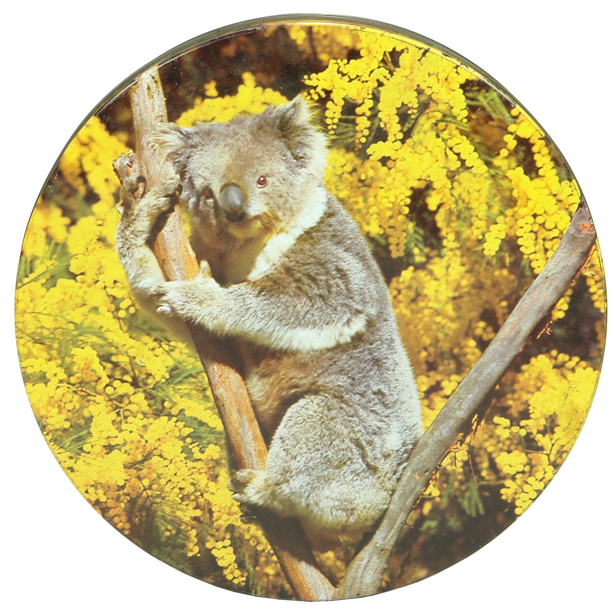 Koala Tin