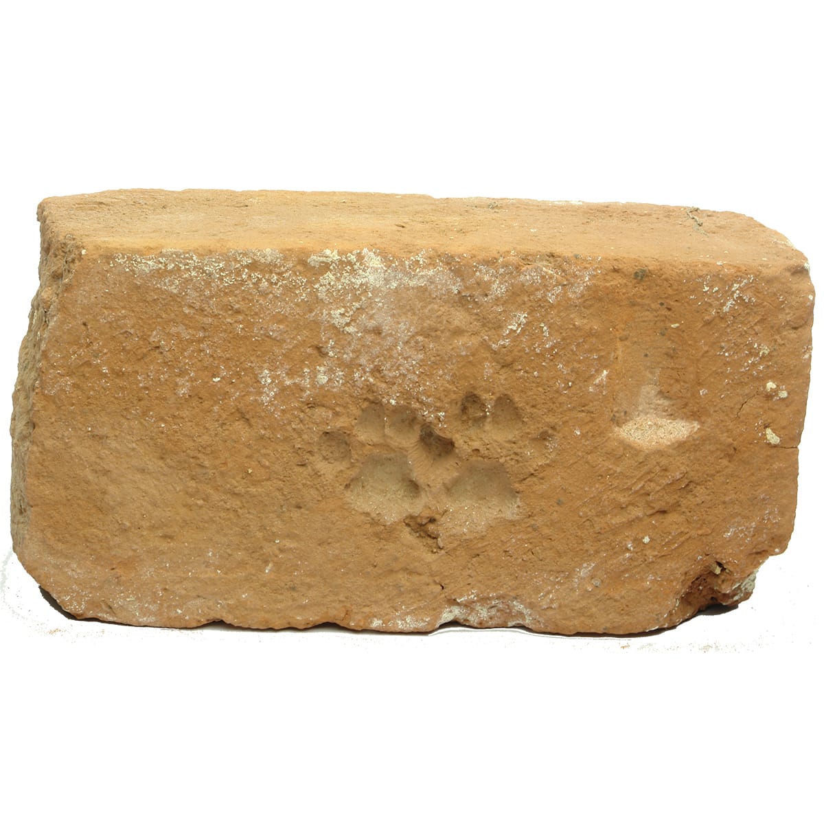 Sandstock brick. Two cats paws overlapping.