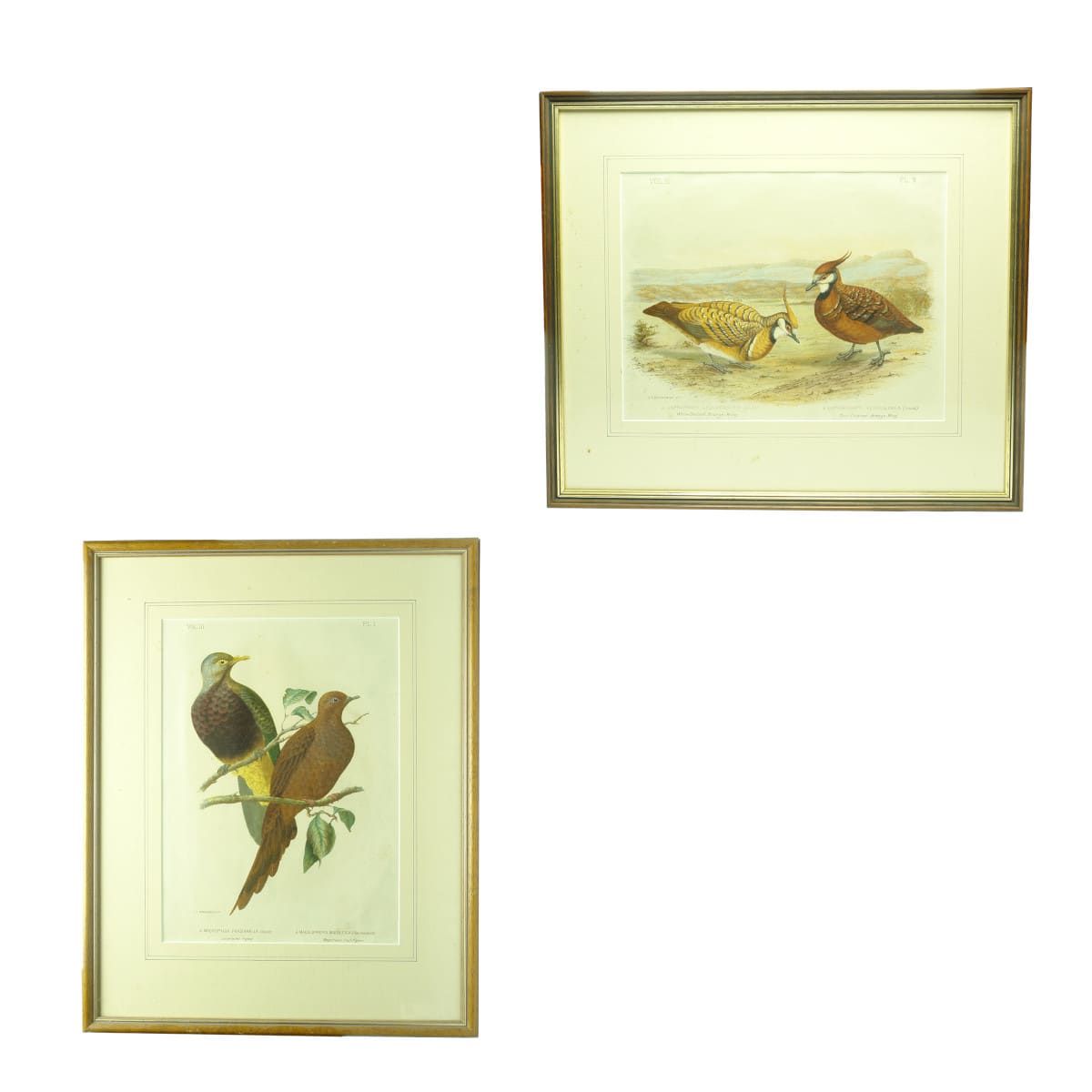 2 Lithographs. 1. Large-tailed Pigeon and Magnificent Fruit-Pigeon. 2. White-Bellied Bronze-Wing and Rust-Colored Bronze-Wing. Gracius Joseph Broinowski, Bird's of Australia, 1889.