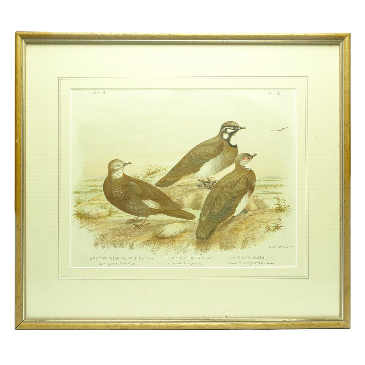 Lithograph. White-quilled Rock-Pigeon, Partridge Bronze-Wing and Smith's Partridge Bronze-wing. Gracius Joseph Broinowski, Bird's of Australia, 1889.