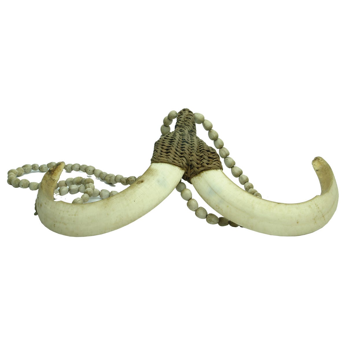 Miscellaneous. New Guinea Wild Boar Tusk Necklace.