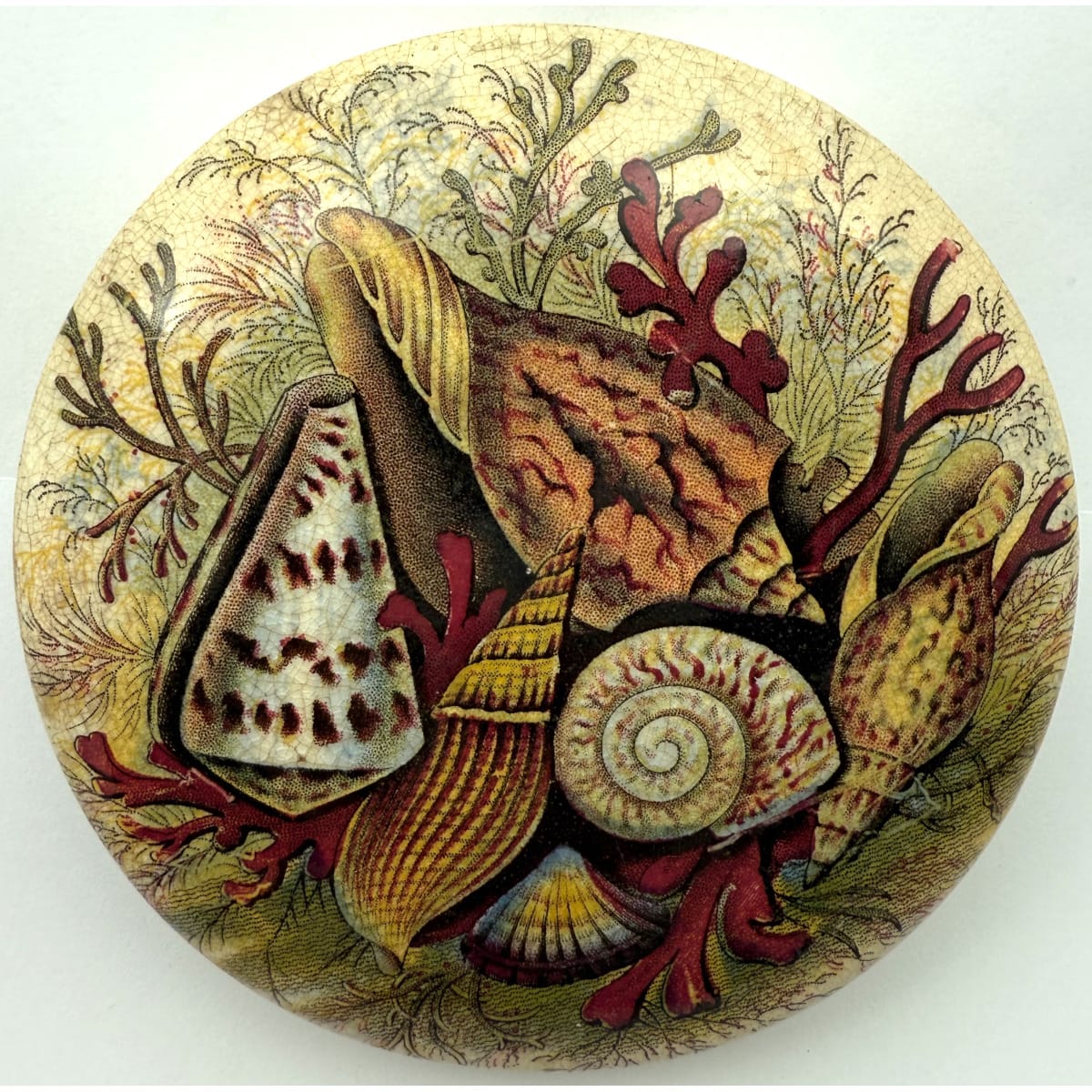 Pratt Lid. Sea Shells. Prattware.