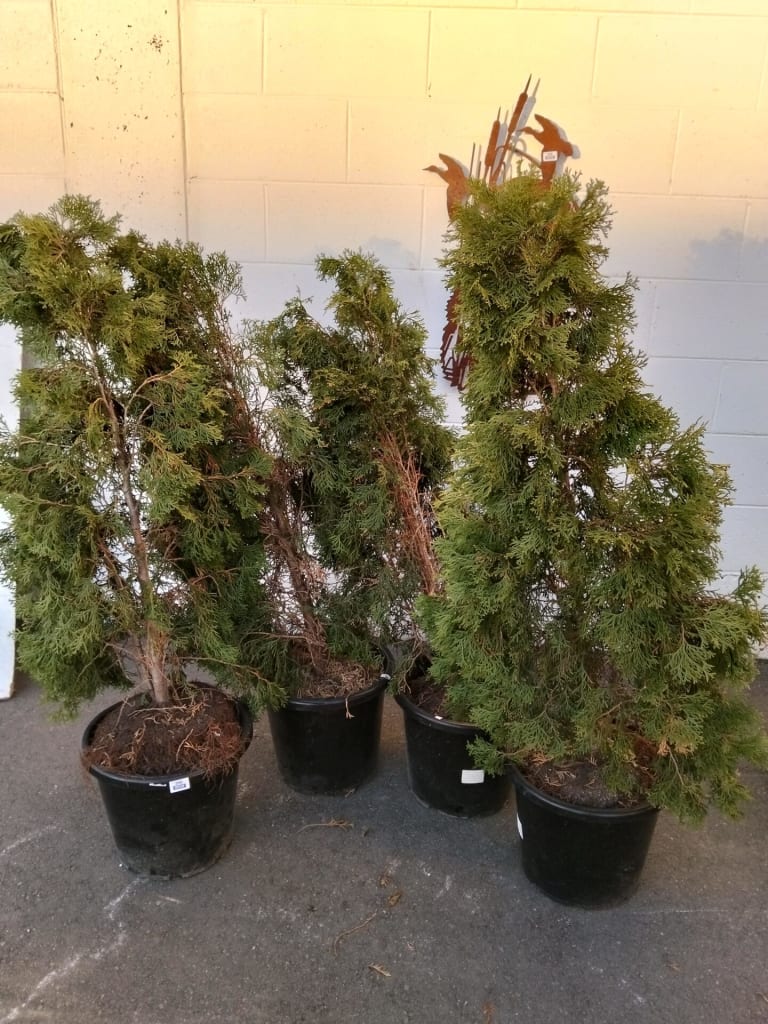 4 POTTED TREES — NZ auction result