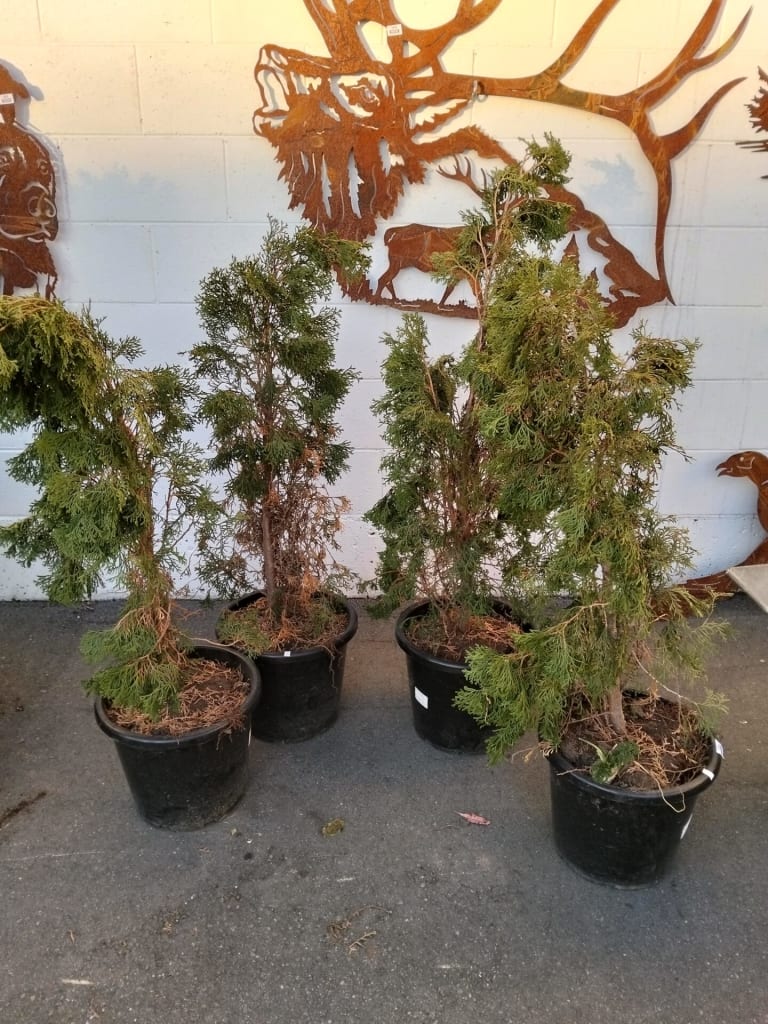 4 POTTED TREES — NZ auction result