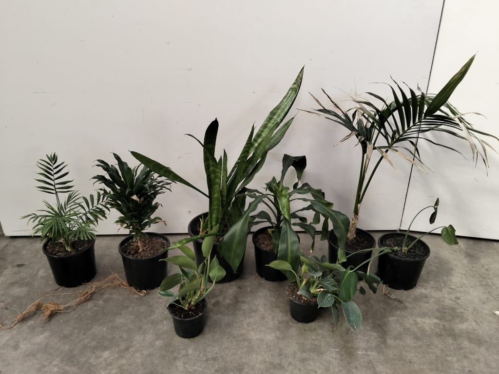 8 INDOOR PLANTS — NZ auction result