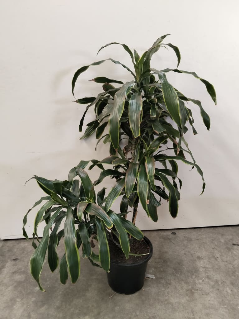 INDOOR PLANT — NZ auction result