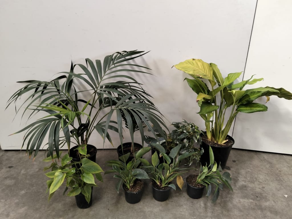 8 INDOOR PLANTS — NZ auction result