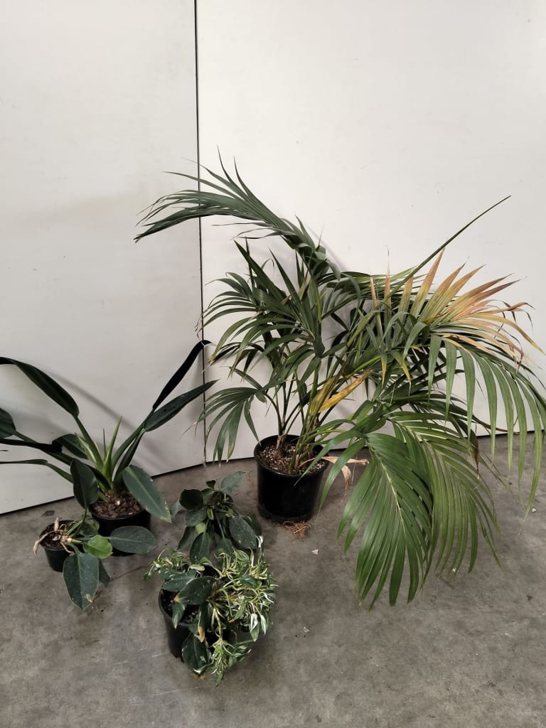 5 INDOOR PLANTS — NZ auction result