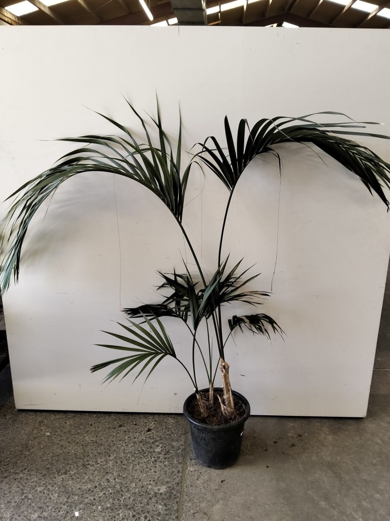 LARGE KENTIA PALM — NZ auction result