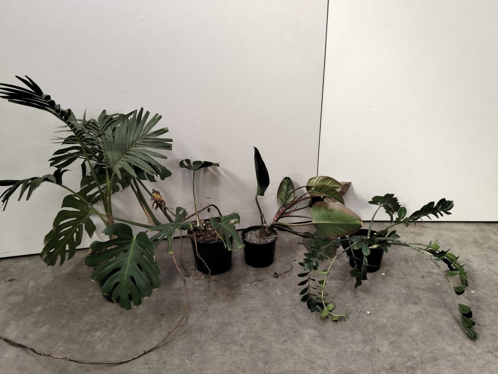 4 ASSORTED INDOOR PLANTS — NZ auction result