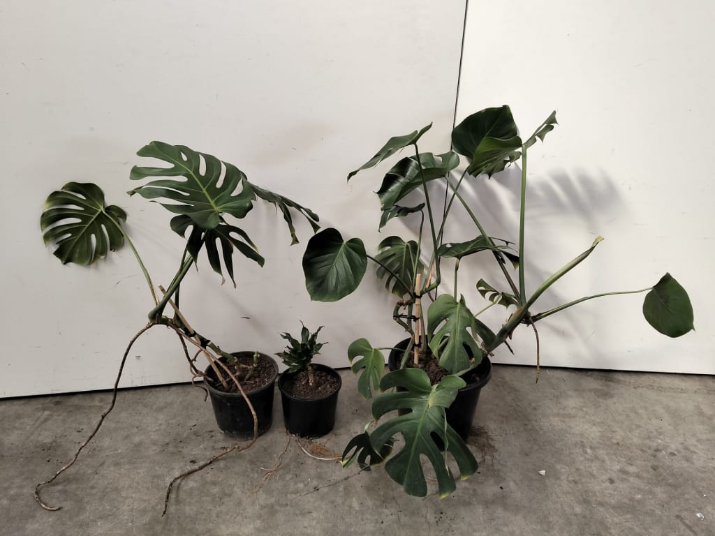 3 INDOOR PLANTS — NZ auction result