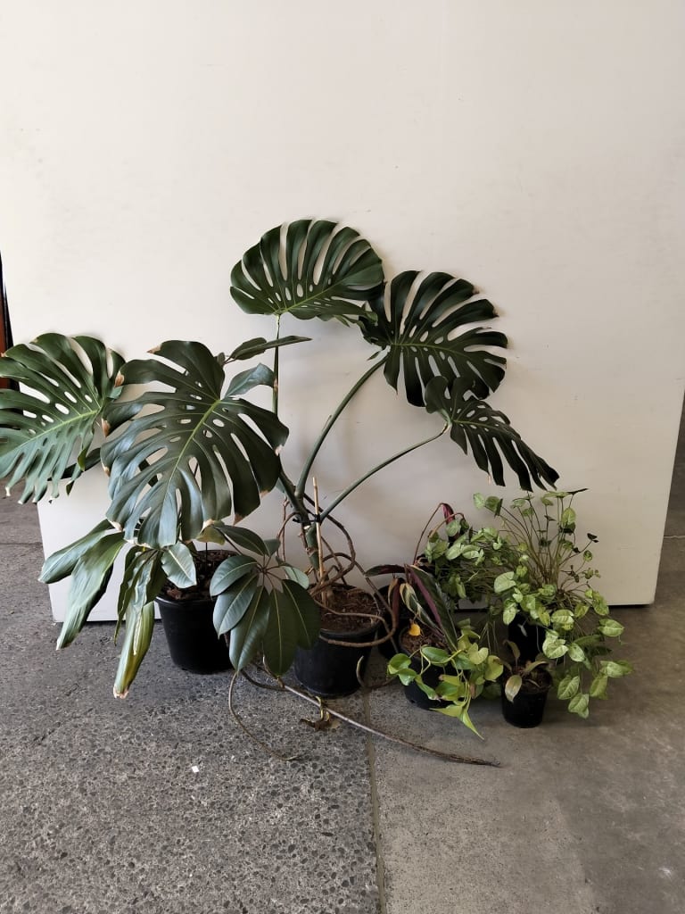 6 ASSORTED INDOOR PLANTS — NZ auction result